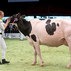 In opnieuw een sterke rubriek waarin bijvoorbeeld HHH-middenklaskampioene Bons-Holsteins Aaltje 114 genoegen moest nemen met een 6e plaats, kwam de correctgebouwde Moguldochter Drouner AJDH Cosmo op kop.