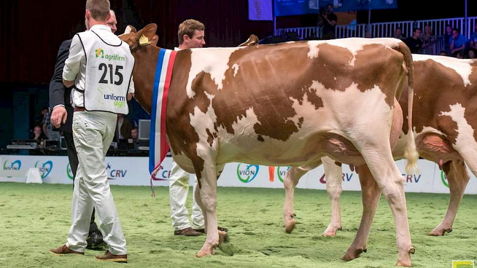 Barendonk Paulina 188 is een Fraikodochter van de familie Hermanussen uit Beers. In Asten-Heusden was ze vaarzenkampioene, op de HHH-show reservekampioene. Hier liep ze in haar rubriek op de 1B-positie.