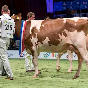 Barendonk Paulina 188 is een Fraikodochter van de familie Hermanussen uit Beers. In Asten-Heusden was ze vaarzenkampioene, op de HHH-show reservekampioene. Hier liep ze in haar rubriek op de 1B-positie.