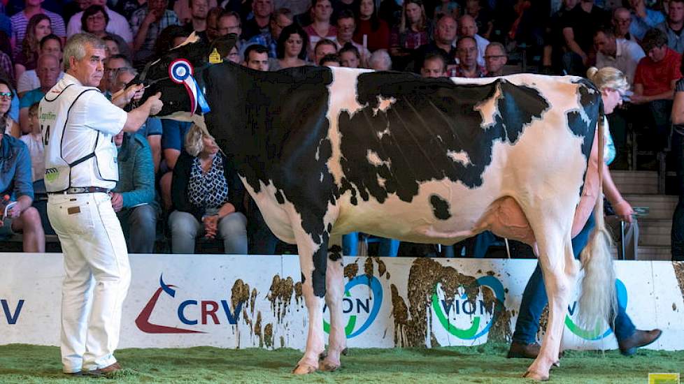 De middenklasse bij de zwartbonten startte met rubriek 4. 1A werd de zeer, grote, wat smalle Doormandochter JK DG Esmeralda van Jan Kolff uit Woudrichem. Als vaars was ze reservekampioene op de HHH-show.