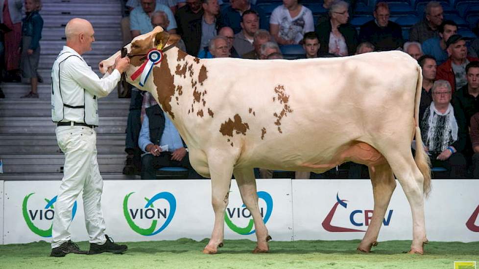 Huntje Holstein Anemoon 147 van de familie Oudenampsen uit Laren was al succesvol op de HHH-show en ook op de NRM behaalde de Ladd P-dochter een 1A-positie in een sterke rubriek die aanhield tot de laatste posities, maar waarin de kopnummers er toch nog u