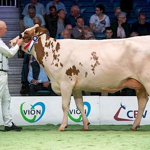 Huntje Holstein Anemoon 147 van de familie Oudenampsen uit Laren was al succesvol op de HHH-show en ook op de NRM behaalde de Ladd P-dochter een 1A-positie in een sterke rubriek die aanhield tot de laatste posities, maar waarin de kopnummers er toch nog u