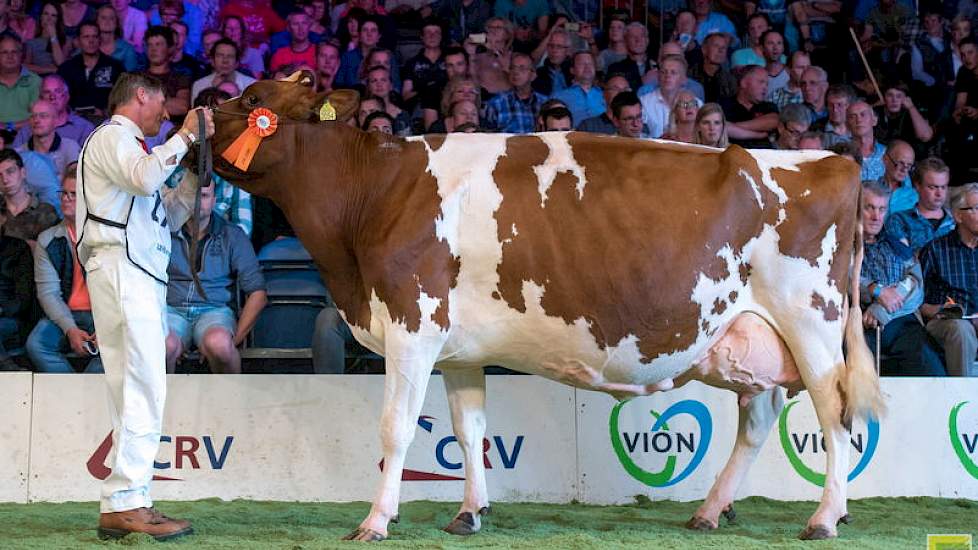 J&G Redspot 36, een Carmanodochter van Jan Hoegen en Jouke Kloosterman werd 1B. De koe liep tot een dag voor de NRM in het koppel bij Hoegen en kreeg geen speciaal rantsoen. Jan Hoegen: “Ik weiger al die extra moeite te doen. Het moet zo kunnen, anders bl