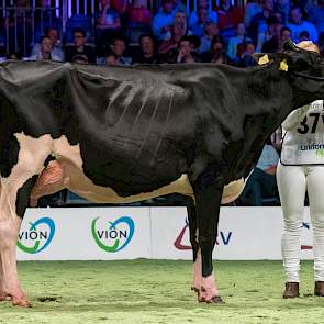 Naast de extreem grote Koba 219 leek ze misschien klein, maar ze is even goed ruim 1,50m. Daarnaast blinkt Goldwyndochter Shakira 5 van de familie Stolwijk uit in balans, correctheid van bouw, een beste uier en super benen. Een vaars met veel toekomst die