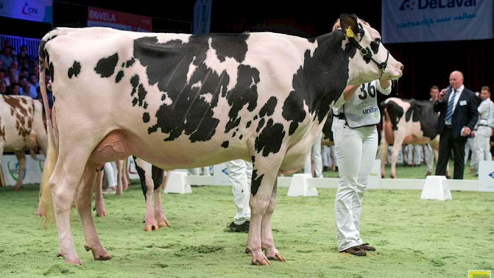 Southland Plati Sharon 10 is een Platinumdochter van de familie van Beek uit Teteringen. Zij werd mede door haar beste uier derde in deze rubriek.