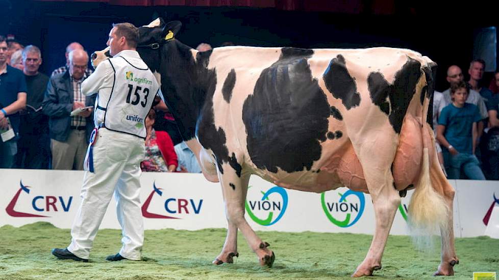 Rubriek 10 werd aangevoerd door de oudste koe in de zwartbontcompetitie. De bekende Mailingdochter Bons-Holsteins Ella 158 van Bons is ruim 11 jaar en stond er fantastisch voor.
