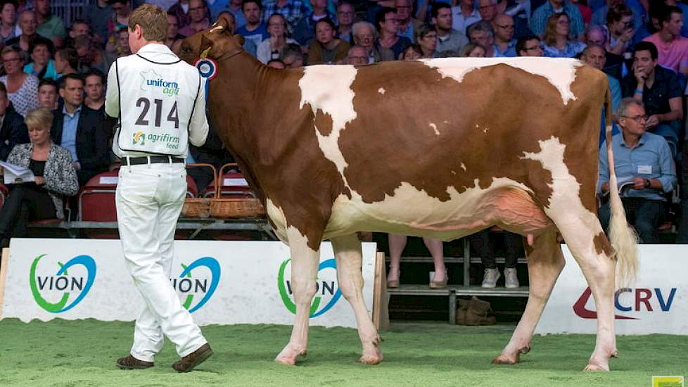 De tweede rubriek bij de vaarzen was opnieuw van zeer hoog niveau. Heerenbrink Dina 382 van de familie Steegink uit Okkenbroek werd door keurmeester Lambert Weinberg op 1A geplaatst. Daarom nam tijdens de kampioenskeuring later zwartbontcollega Niels Erik