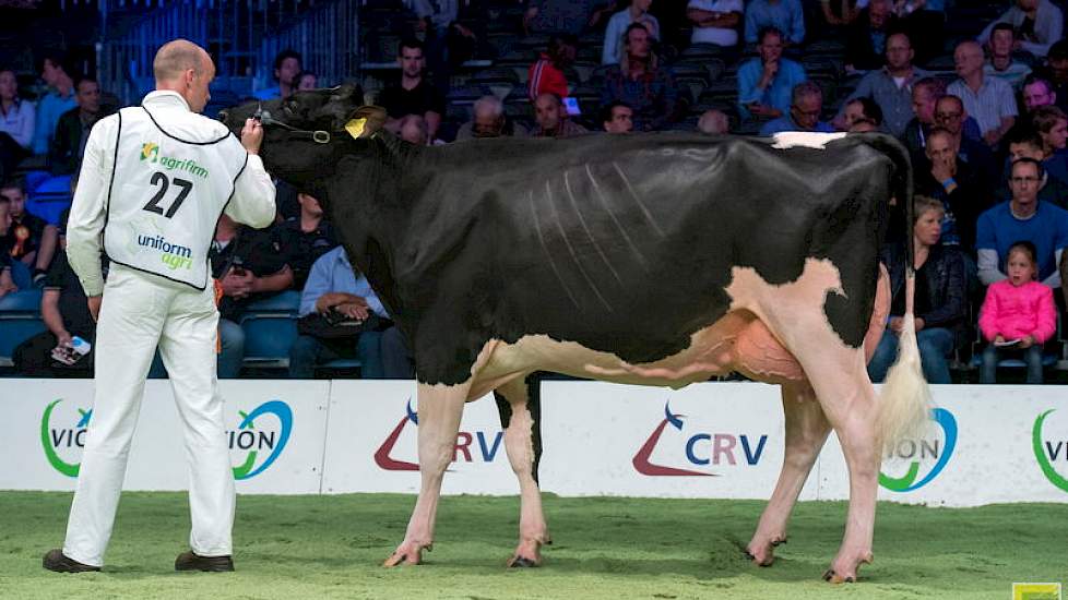 De Wijde Blik Jolein 5 is een prachtig uitgebalanceerde, zeer correct gebouwde vaars. Vooral het goedgevormde kruis met de centraal geplaatste draaier, waardoor ze ook goed op de benen staat, maakt indruk. De Moonboydochter is van de familie Nijman uit St