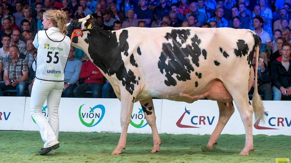 Ook op 1C een mooi uitgebalanceerde koe. Guurtje 292 is een Aftershockdochter van de familie van Loenhout uit Prinsenbeek.
