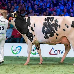 Ook op 1C een mooi uitgebalanceerde koe. Guurtje 292 is een Aftershockdochter van de familie van Loenhout uit Prinsenbeek.