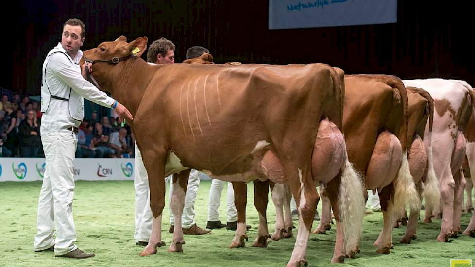 M.H. Alana 5 trok meteen de aandacht in rubriek 14 met haar geweldige uitstraling. De Amordochter van de familie de Groot legde beslag op de eerste plaats.