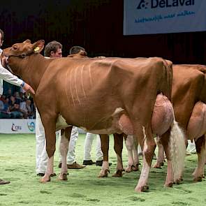 M.H. Alana 5 trok meteen de aandacht in rubriek 14 met haar geweldige uitstraling. De Amordochter van de familie de Groot legde beslag op de eerste plaats.