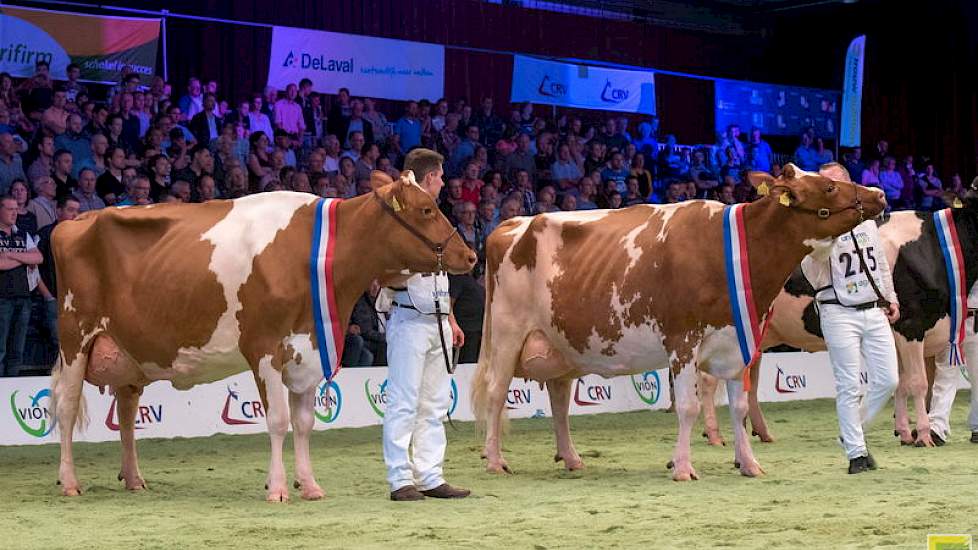 De roodbonte kampioenes bij de oude koeien: rechts Plattery Princesse, de prachtig uitgebalanceerde kampioene. Barendonk Emma 220 werd reservekampioene en voorkwam zo een volledig Wierdense overwinning in deze klasse door Bossink Gerda 47 naar de derde pl