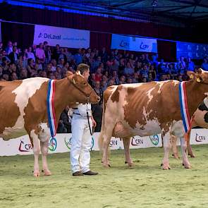 De roodbonte kampioenes bij de oude koeien: rechts Plattery Princesse, de prachtig uitgebalanceerde kampioene. Barendonk Emma 220 werd reservekampioene en voorkwam zo een volledig Wierdense overwinning in deze klasse door Bossink Gerda 47 naar de derde pl