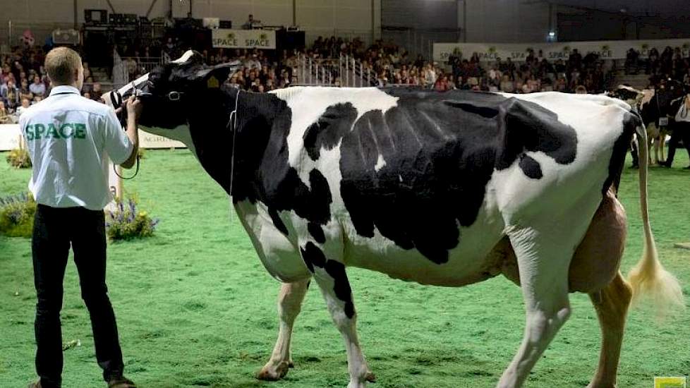 Op donderdag 14 september werd de Holstein-show gehouden. Veehouderij Cabon wint de titel algemeen kampioenschap met Capj Irana (Numero Uno x Goldwyn). Op de foto een andere koe.