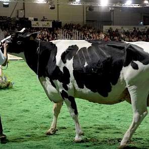 Op donderdag 14 september werd de Holstein-show gehouden. Veehouderij Cabon wint de titel algemeen kampioenschap met Capj Irana (Numero Uno x Goldwyn). Op de foto een andere koe.