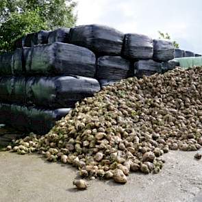 De bieten van het ras Cindy van KWS worden op het erf aan de hoop gelegd. Logistiek moet je het op je erf dan wel voor elkaar hebben, geeft de melkveehouder aan. “We moeten normaal 450 ton bieten kwijt kunnen, en de maïs is er dan ook al af.”