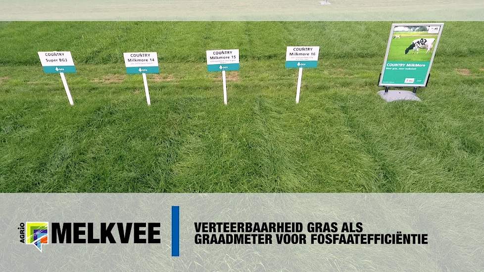 Verteerbaarheid gras als graadmeter voor fosfaatefficiëntie - www.melkvee.nl