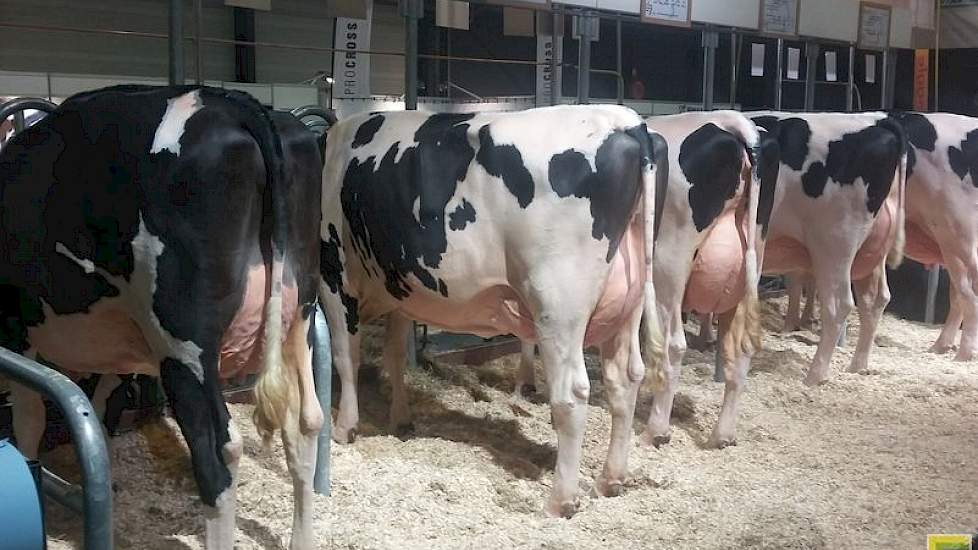 KI Samen toonde een groep van Weggelhorster Ashburton (Maik x Garrison x Advance), de kleinzoon van voormalige Beste Boerenkoe-winnares Dirndel 24. De organisatie bracht een groep ronde, vierkant op de benen staande dieren, waarbij enkele opvallend ruim i