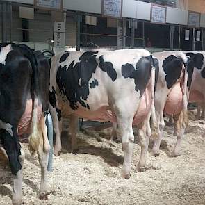 KI Samen toonde een groep van Weggelhorster Ashburton (Maik x Garrison x Advance), de kleinzoon van voormalige Beste Boerenkoe-winnares Dirndel 24. De organisatie bracht een groep ronde, vierkant op de benen staande dieren, waarbij enkele opvallend ruim i