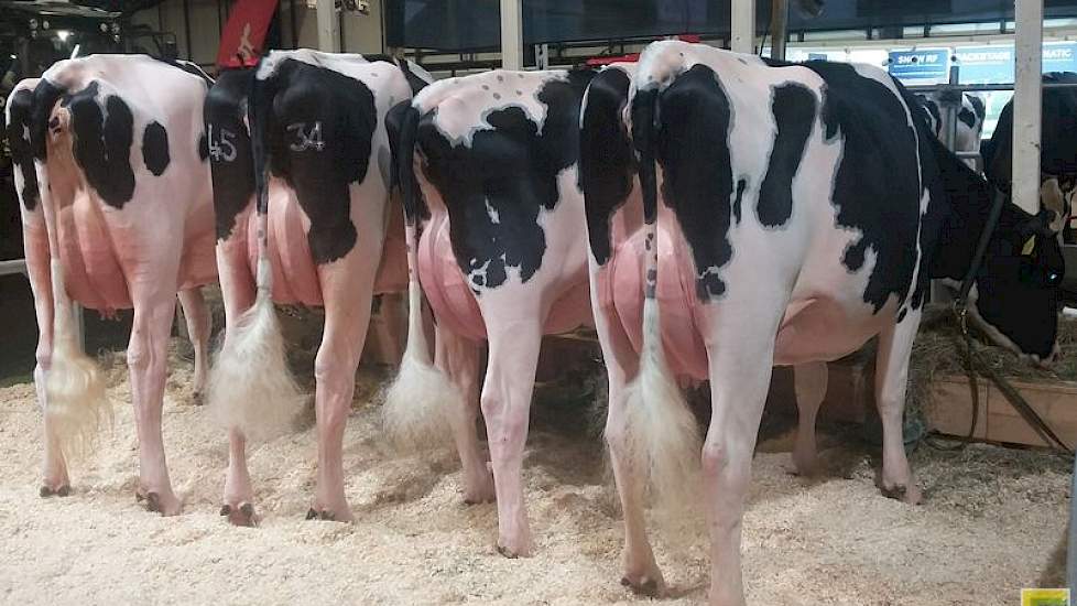 De groep van Delaberge Pepper (Mogul x Planet x O Man) van WWS overtuigde meer in uniformiteit. De organisatie had een viertal correct geuierde vaarzen neergezet, die vooral van zijaanzicht imponeerden. Van achteren wisselde de groep wat, wat betreft de r