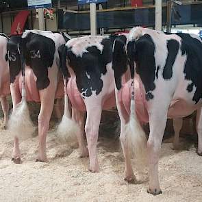 De groep van Delaberge Pepper (Mogul x Planet x O Man) van WWS overtuigde meer in uniformiteit. De organisatie had een viertal correct geuierde vaarzen neergezet, die vooral van zijaanzicht imponeerden. Van achteren wisselde de groep wat, wat betreft de r