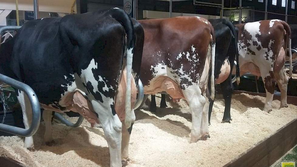 Een surplus aan degelijkheid legden juist de vier Procross-koeien van Koole & Liebregts aan de dag. De organisatie presenteerde vier eerste generatie kruislingen van melkveehouder Wim Wijnhout uit Wijhe. Drie Montbéliarde x Holstein-kruislingen en één Vik