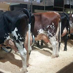 Een surplus aan degelijkheid legden juist de vier Procross-koeien van Koole & Liebregts aan de dag. De organisatie presenteerde vier eerste generatie kruislingen van melkveehouder Wim Wijnhout uit Wijhe. Drie Montbéliarde x Holstein-kruislingen en één Vik