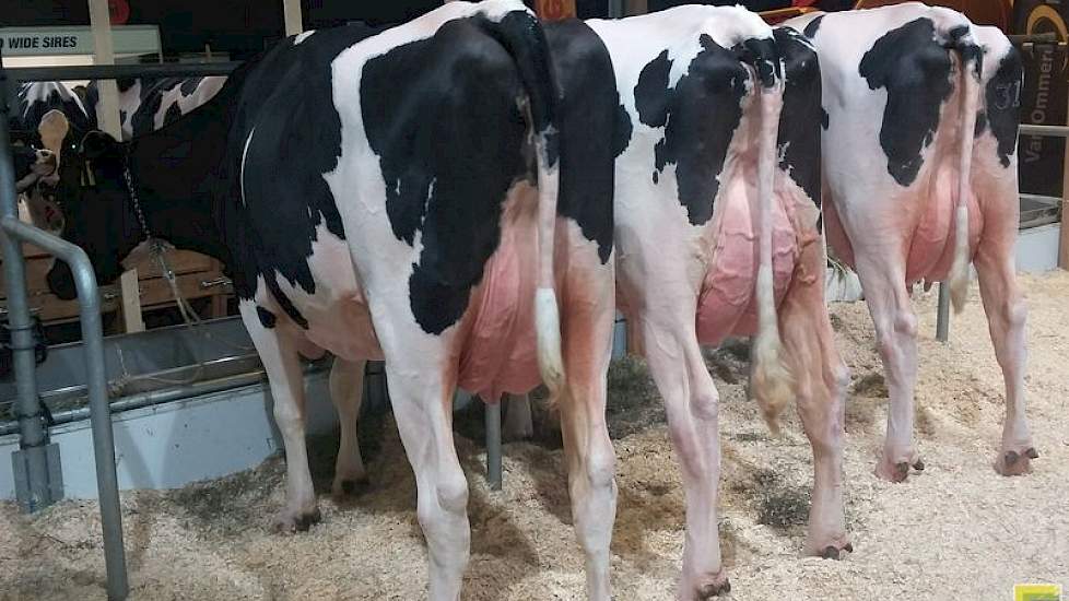 Masterrind toonde een drietal van Weelder Special Force (G-Force x Planet x Shottle), een stier met een zeer hoge NVI van 292 punten. Het drietal, de vierde koe was alleen op de eerste dag aanwezig, overtuigde niet in uniformiteit. Grote fouten waren er n