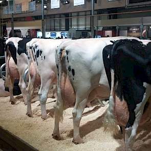 KI Kampen presenteerde een dochtergroep van Danshot (Danillo x Shottle x Paramount). Een stier met een wat oudere afstamming en daarmee een stier waarmee de organisatie zich graag profileert. Van de stier was een correcte groep, goed geuierde dochters te