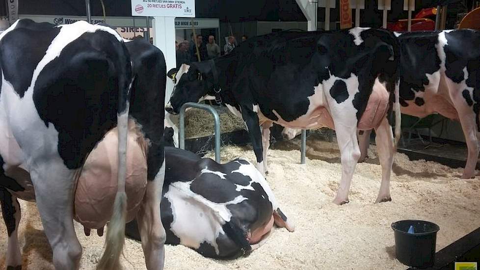 Semex had dit jaar ingezet op het Immunity+-concept, waar de organisatie patent op heeft. Stieren met het Immunity+-stempel zouden voor dochters zorgen die minder vaak ziek zijn, die beter op vaccins reageren en die betere biest produceren. Op de stand st