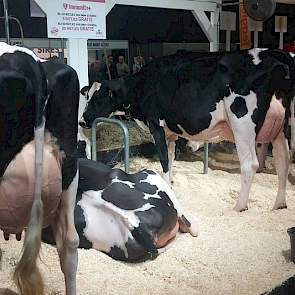 Semex had dit jaar ingezet op het Immunity+-concept, waar de organisatie patent op heeft. Stieren met het Immunity+-stempel zouden voor dochters zorgen die minder vaak ziek zijn, die beter op vaccins reageren en die betere biest produceren. Op de stand st