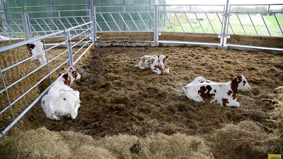 De jonge Red Holstein vaarskalveren hebben een heerlijk frisse stal. Harde wind geeft op het vloeroppervlak van de stal opvallend weinig hinder, door een natuurlijke trek via een gat in het midden van het parapludak. Windvlagen trekken daardoor omhoog.