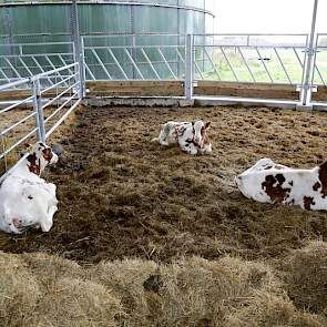 De jonge Red Holstein vaarskalveren hebben een heerlijk frisse stal. Harde wind geeft op het vloeroppervlak van de stal opvallend weinig hinder, door een natuurlijke trek via een gat in het midden van het parapludak. Windvlagen trekken daardoor omhoog.