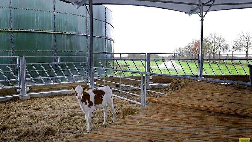 Het stalgedeelte voor de jongste kalveren heeft een, van stro gebouwde, groepsiglo met natuurlijk afdak. Kalfjes kunnen beschut bij elkaar liggen en kunnen verder vrij bewegen in de potstal. De ervaringen met deze manier van kalverhuisvesting zijn tot dus