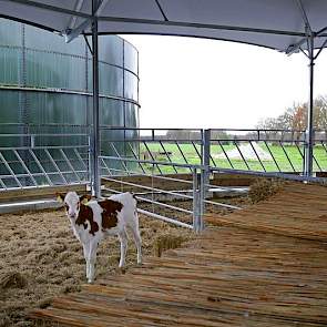 Het stalgedeelte voor de jongste kalveren heeft een, van stro gebouwde, groepsiglo met natuurlijk afdak. Kalfjes kunnen beschut bij elkaar liggen en kunnen verder vrij bewegen in de potstal. De ervaringen met deze manier van kalverhuisvesting zijn tot dus