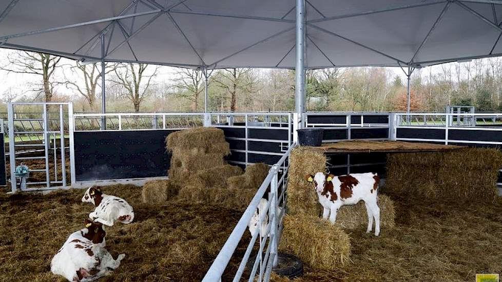 De ronde stal is door de familie Van der Gun opgedeeld in vier ‘taartpunten’. Er is een afdeling voor jonge kalfjes (met een iglo van stro), kalveren tot zes maanden, hoogdrachtige koeien en een afkalfhok, waarin koeien kunnen worden vastgezet in een deel