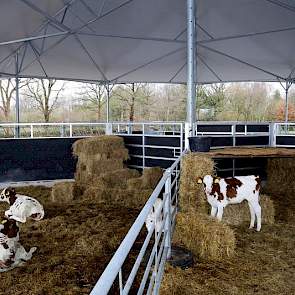 De ronde stal is door de familie Van der Gun opgedeeld in vier ‘taartpunten’. Er is een afdeling voor jonge kalfjes (met een iglo van stro), kalveren tot zes maanden, hoogdrachtige koeien en een afkalfhok, waarin koeien kunnen worden vastgezet in een deel