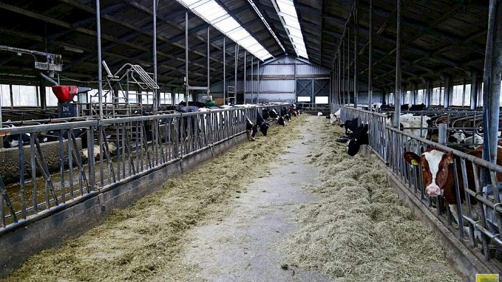 De koeien van Van der Gun krijgen kuilgras, een beetje maïs, bierbostel en mineralen. “Als je kaas maakt, kun je niet allerlei bijproducten voeren. Teveel maïs geeft stugge kaas, gras de lekkerste kaas. Je proeft op de dag af wanneer de koeien weer de wei