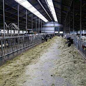 De koeien van Van der Gun krijgen kuilgras, een beetje maïs, bierbostel en mineralen. “Als je kaas maakt, kun je niet allerlei bijproducten voeren. Teveel maïs geeft stugge kaas, gras de lekkerste kaas. Je proeft op de dag af wanneer de koeien weer de wei