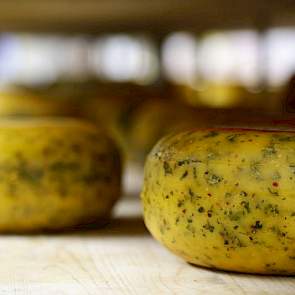 Dory en Theo van der Gun leveren melk aan FrieslandCampina, maar een deel verwerken ze zelf tot boerenkaas, in allerlei variaties. De productie van kleine kaasjes is bewerkelijker dan van grote kazen,  maar de kilootjes zijn erg in trek bij klanten.