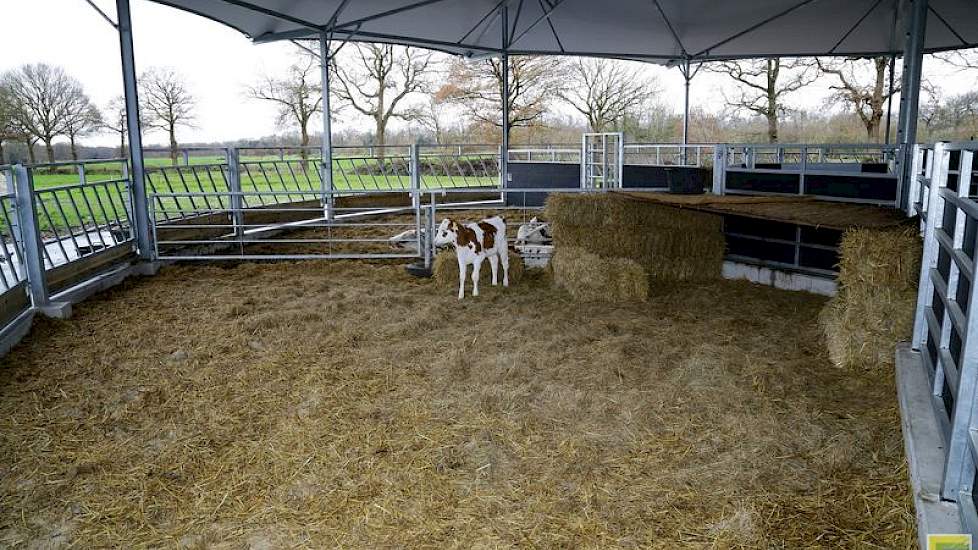 Voor de jongste kalveren is het roundhouse ruim en fris. “Maar de stal moet niet te koud worden. Dit houden we goed in de gaten. Ook stalleverancier ID Agro denkt hierin met ons mee en blijft ons volgen”, zegt Theo van der Gun.