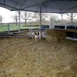 Voor de jongste kalveren is het roundhouse ruim en fris. “Maar de stal moet niet te koud worden. Dit houden we goed in de gaten. Ook stalleverancier ID Agro denkt hierin met ons mee en blijft ons volgen”, zegt Theo van der Gun.