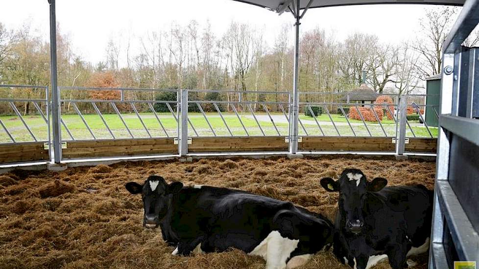 Droge koeien liggen ruim en comfortabel in de dik gestrooide potstal. Doordat er geen hoeken zijn, kunnen koeien vrij bewegen. Ze lopen elkaar of zichzelf niet klem. Het hekwerk is hoog en van onverwoestbaar staal. Alles is scharnierbaar, wat veel gebruik