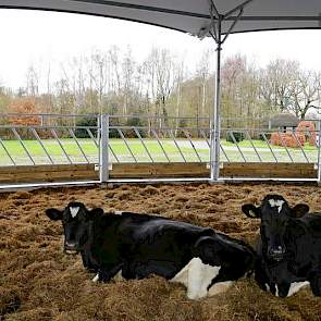 Droge koeien liggen ruim en comfortabel in de dik gestrooide potstal. Doordat er geen hoeken zijn, kunnen koeien vrij bewegen. Ze lopen elkaar of zichzelf niet klem. Het hekwerk is hoog en van onverwoestbaar staal. Alles is scharnierbaar, wat veel gebruik