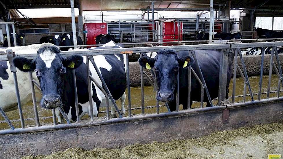 De Lely A3 robots in tandemopstelling bedienen 85 stuks melkvee, met een jaarproductie van 9000 liter per koe. In het voorjaar gaan de koeien via de robot druppelsgewijs naar buiten. “Dat scheelt een boel dol gespring”, zegt Theo van der Gun.