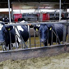 De Lely A3 robots in tandemopstelling bedienen 85 stuks melkvee, met een jaarproductie van 9000 liter per koe. In het voorjaar gaan de koeien via de robot druppelsgewijs naar buiten. “Dat scheelt een boel dol gespring”, zegt Theo van der Gun.