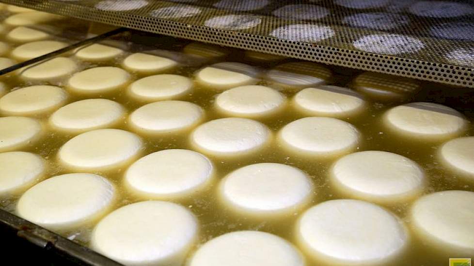 Verse kaasjes in het pekelbad. Het zoute water bevordert de stevigheid en korstvorming en geeft smaak aan de kaas. Ook bevordert het de houdbaarheid. Enkele jaren terug won maatschap Van der Gun-Vergeer de wedstrijd Bêste Fryske Boeretsiis.