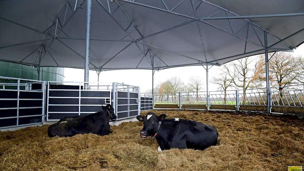 Kalfkoeien liggen heerlijk ruim in het roundhouse, een staltype dat oorspronkelijk is ontworpen voor natuurrassen (vleesvee). Dit is te zien aan de zware stalen constructie. “Dit gaat nooit weer af”, zegt Theo van der Gun. Het dakdoek gaat dertig jaar mee