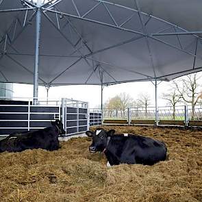 Kalfkoeien liggen heerlijk ruim in het roundhouse, een staltype dat oorspronkelijk is ontworpen voor natuurrassen (vleesvee). Dit is te zien aan de zware stalen constructie. “Dit gaat nooit weer af”, zegt Theo van der Gun. Het dakdoek gaat dertig jaar mee